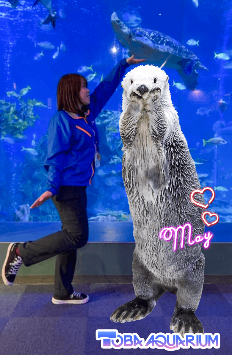 TOBA AQUARIUMコレクションカード」販売決定！ | 鳥羽水族館 公式サイト