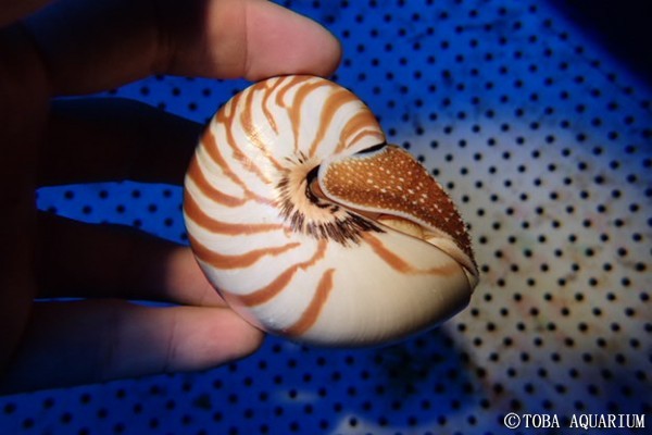 オウムガイ孵化個体の標本 | 鳥羽水族館 飼育日記