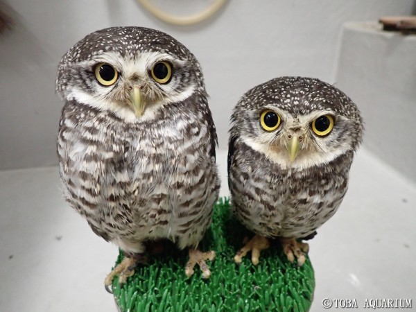福来るフクロウ | 鳥羽水族館 飼育日記