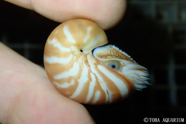 壁の作り方 | 鳥羽水族館 飼育日記