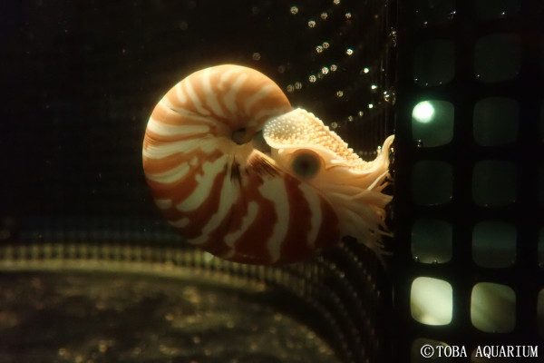 オオベソオウムガイ№63が広い空間に | 鳥羽水族館 飼育日記