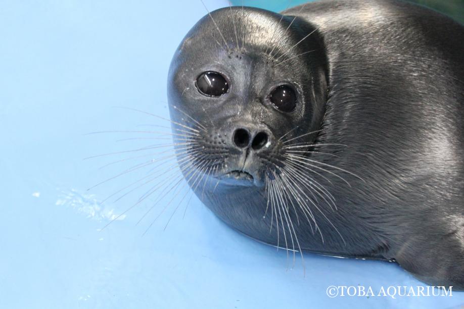 バイカルアザラシ クチャ ありがとう | 鳥羽水族館 飼育日記