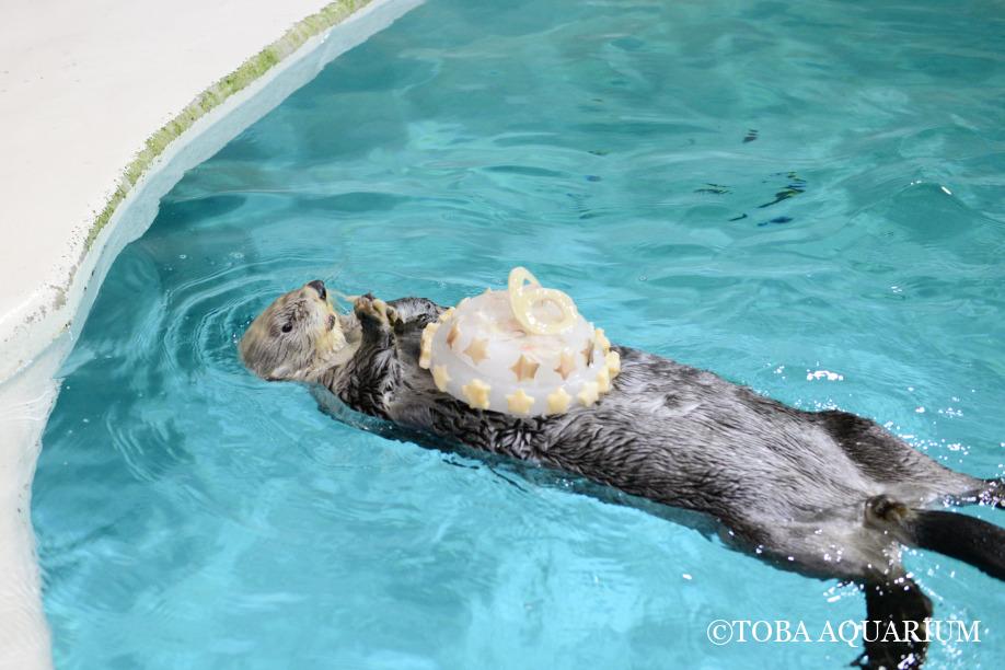 16歳になりました！ | 鳥羽水族館 飼育日記
