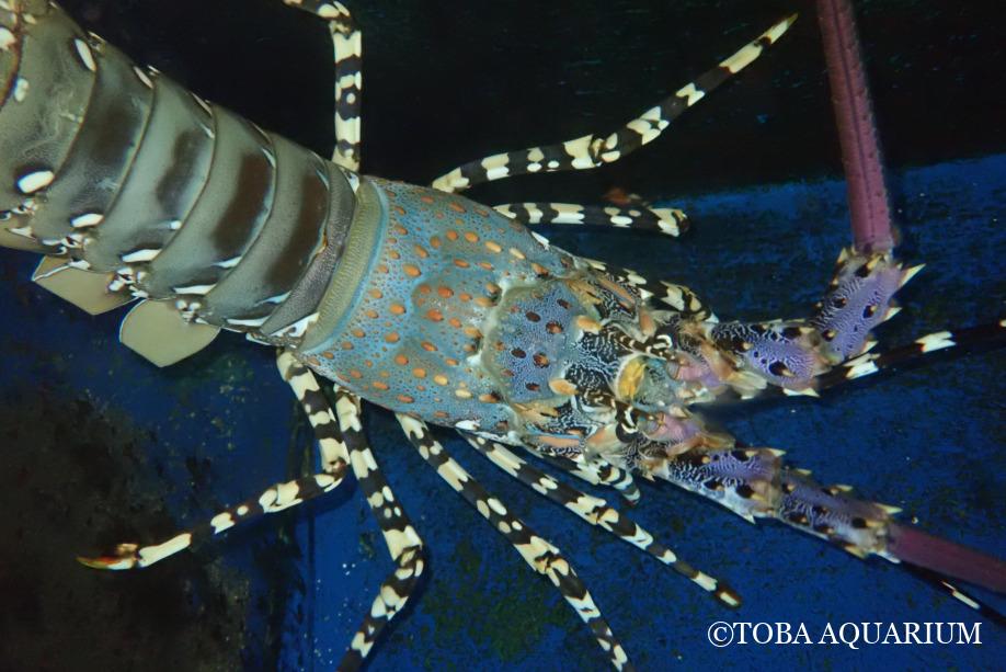 ニシキエビ脱皮しました | 鳥羽水族館 飼育日記