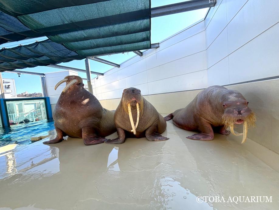 本格的な繁殖シーズンに入ってきました。 | 鳥羽水族館 飼育日記