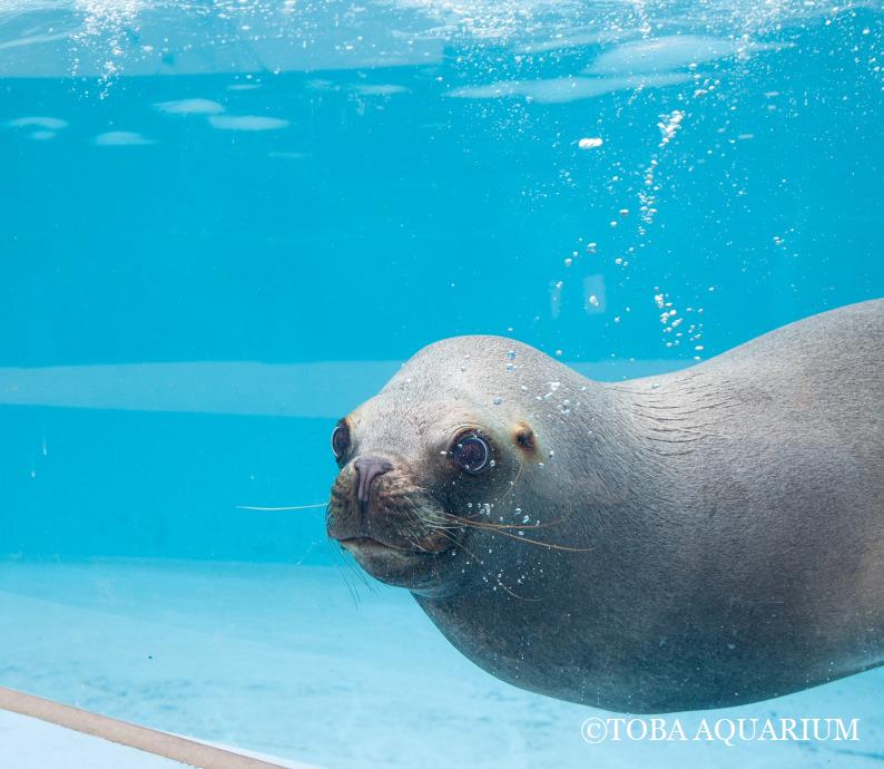 竹島水族館の看板娘【ラブ】 | 鳥羽水族館 飼育日記