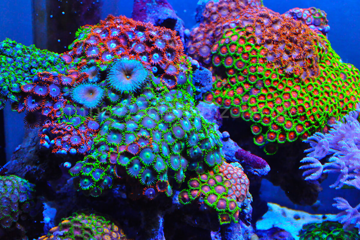 珊瑚の種類別飼育方法について | 海水魚がいる癒しの空間