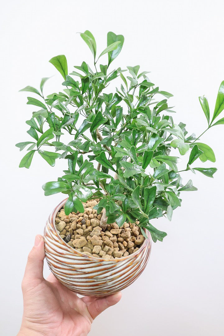 シェフレラ トライアンギュラリスAIV61323| 観葉植物の通信販売