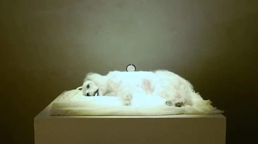 フランス人形デッサン(平野信サイン)マットシミ 【公式通販】