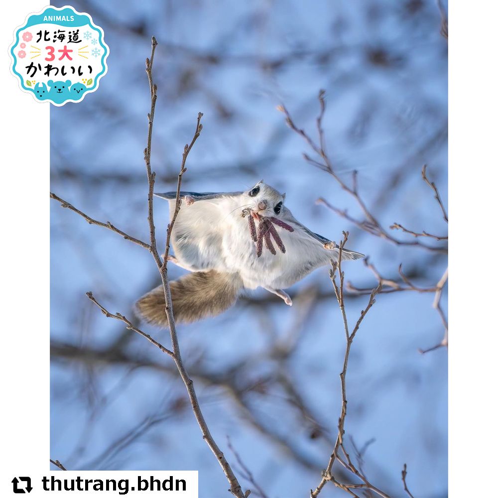 ぼく、シマエナガですけど、何か用ですかー？｜Sitakke【したっけ】