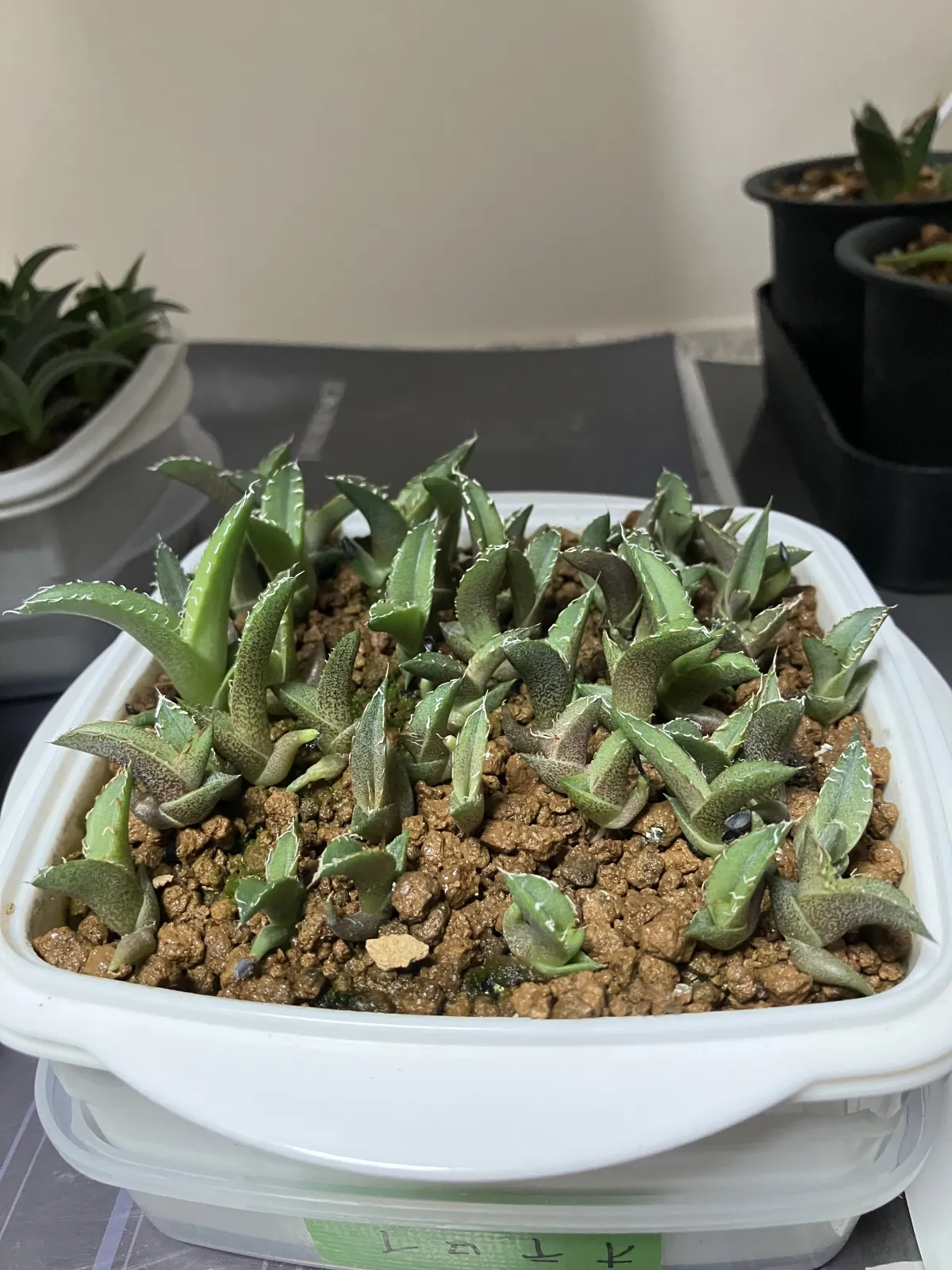 種子] アガベ オテロイ Lot.2023E（2023年ロット）｜多肉植物 メキシコ