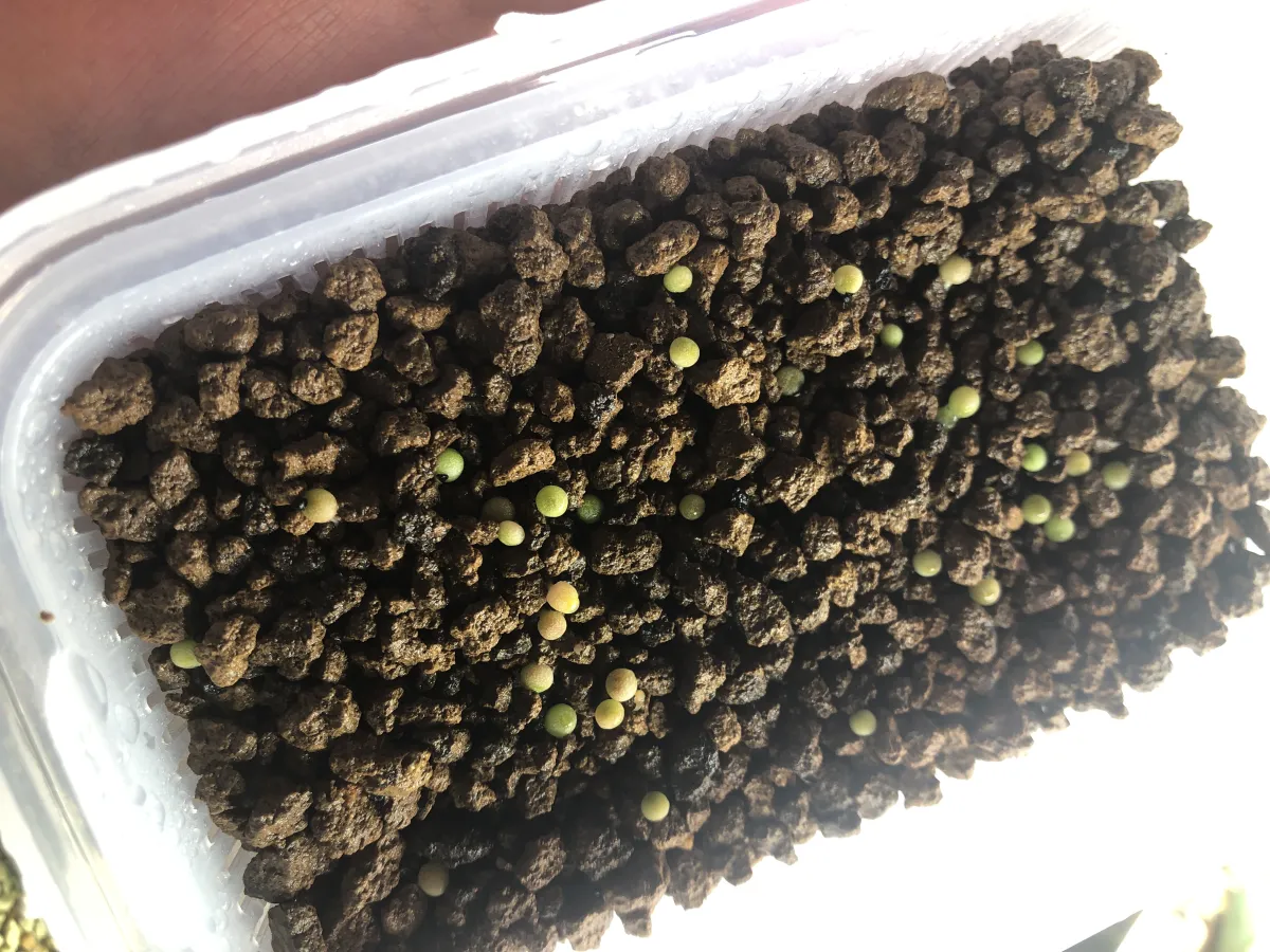 種子] ロフォフォラ 疣銀冠玉 Lophophora fricii | サボテン 珍奇植物