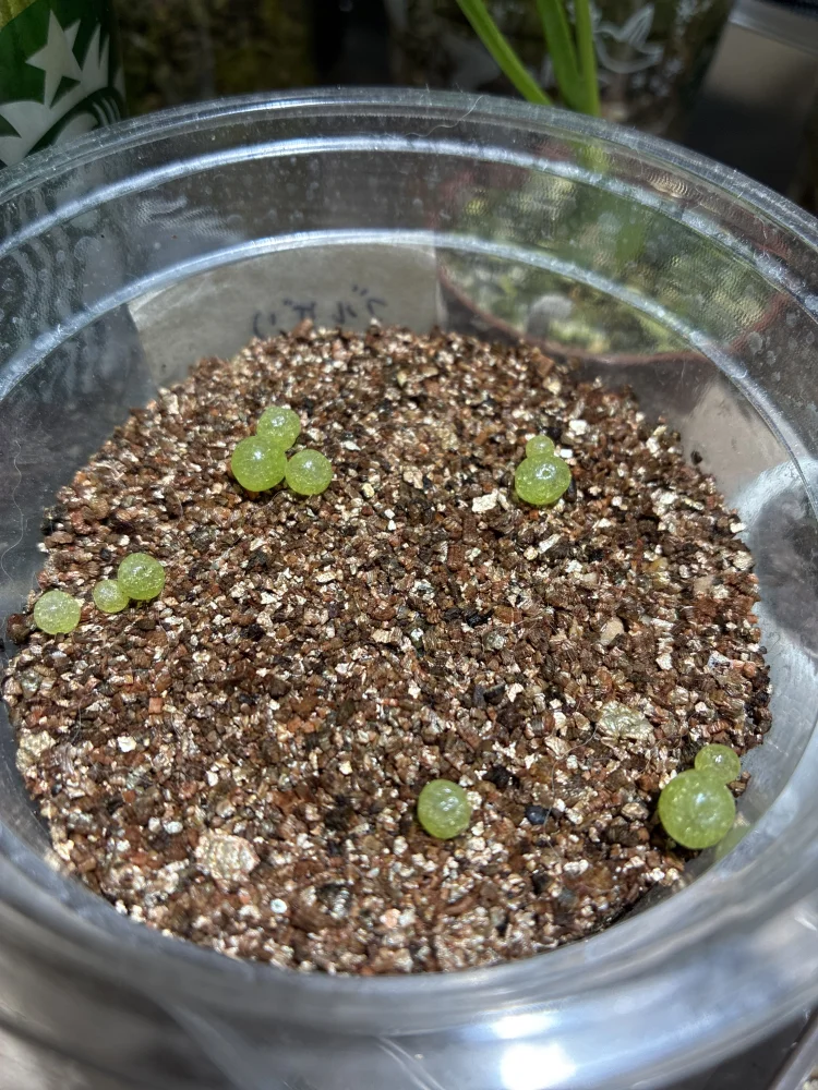 種子] コノフィツム ブルゲリ Conophytum burgeri | メセン 多肉植物