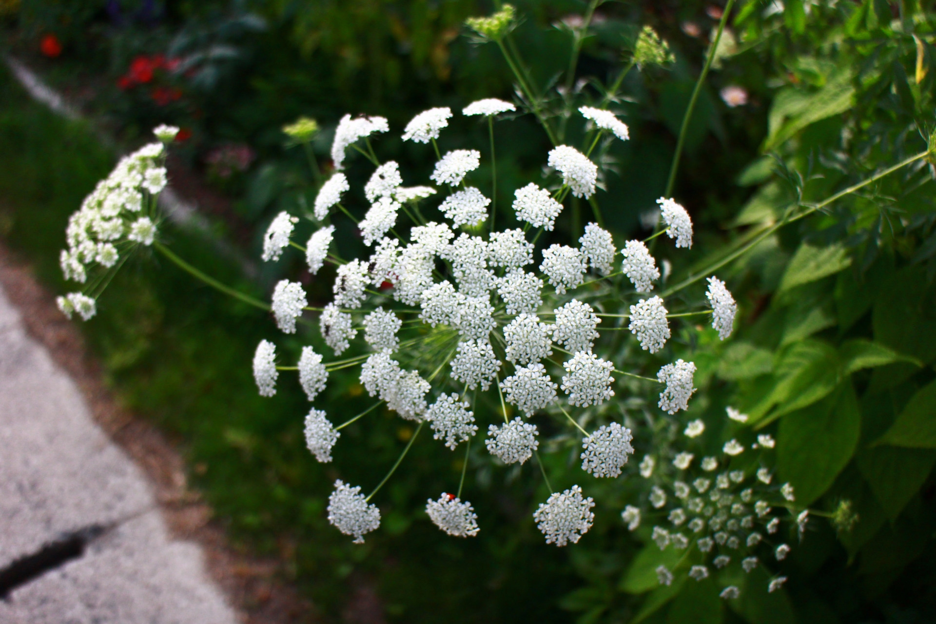 レースフラワー（ホワイトレースフラワー）の切り花を長持ちさせるお