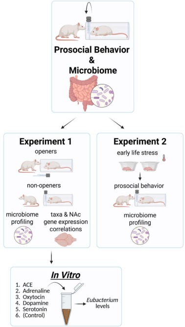 The social microbiome: Eubacterium links gut microbiota to