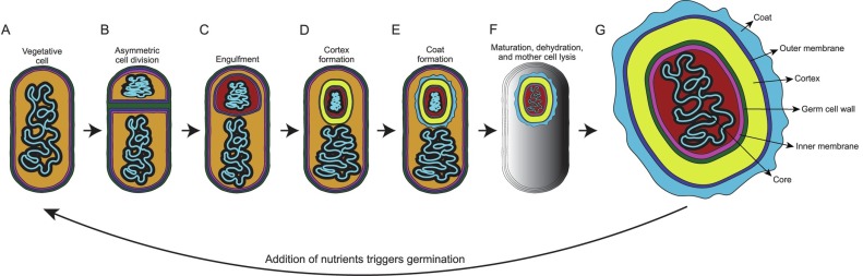 Bacterial Spore - an overview | ScienceDirect Topics