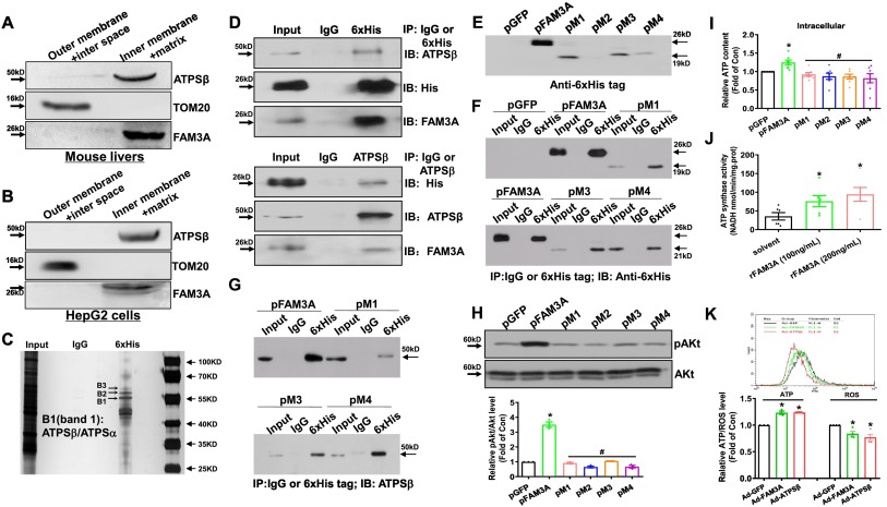 FAM3A maintains metabolic homeostasis by interacting with F1-ATP