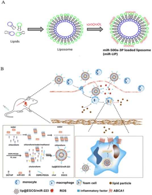 Nanocarriers for microRNA delivery: A review of applied platforms