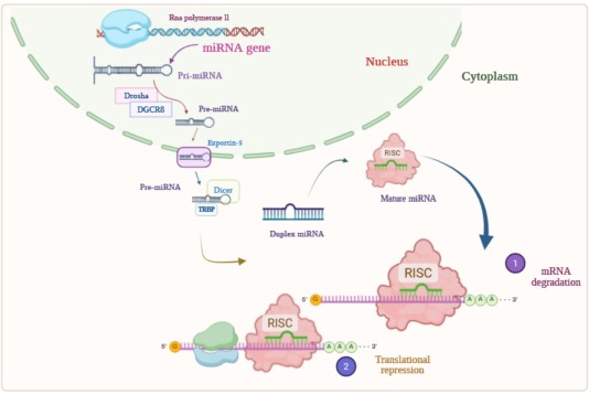 Nanocarriers for microRNA delivery: A review of applied platforms