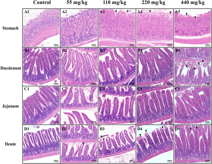In vivo acute oral toxicity of dimethylated monothioarsenate