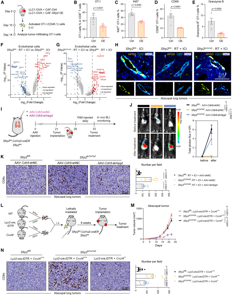 PAI-1-driven SFRP2high cancer-associated fibroblasts hijack the