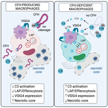 Cell-autonomous regulation of complement C3 by factor H limits