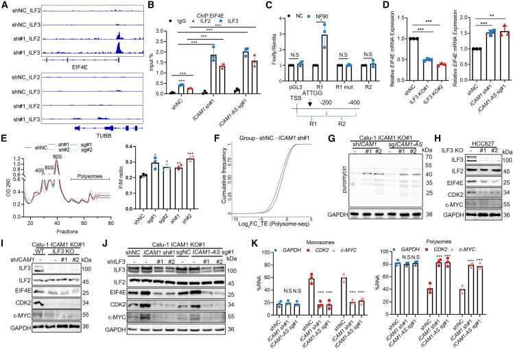 ICAM1 mRNA entraps ILF2/ILF3 to inhibit transcription of EIF4E and
