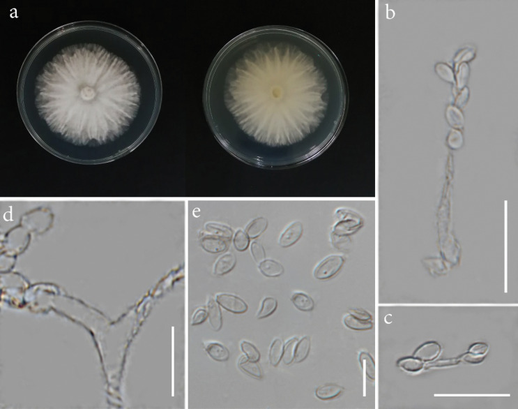 Endophytic xylariaceous fungi from rice in northern Thailand