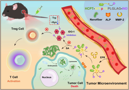 Chemo-immunotherapy by dual-enzyme responsive peptide self