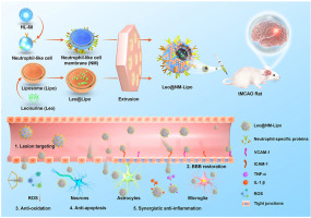 Neutrophil membrane fusogenic nanoliposomal leonurine for targeted
