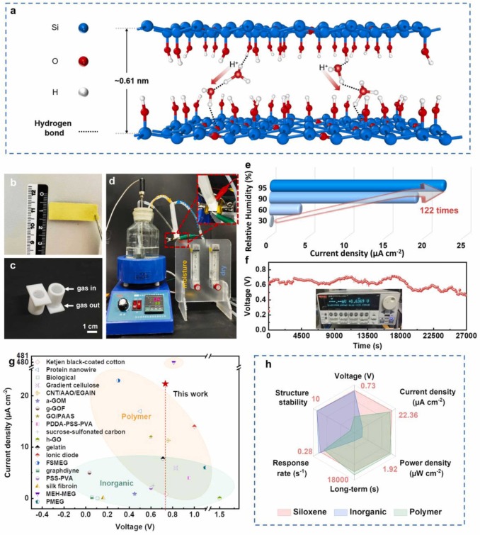 Dynamic 3D hydrogen-bond network in siloxene-water system enables