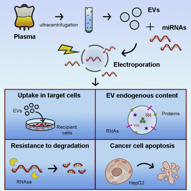 Improved Loading of Plasma-Derived Extracellular Vesicles to
