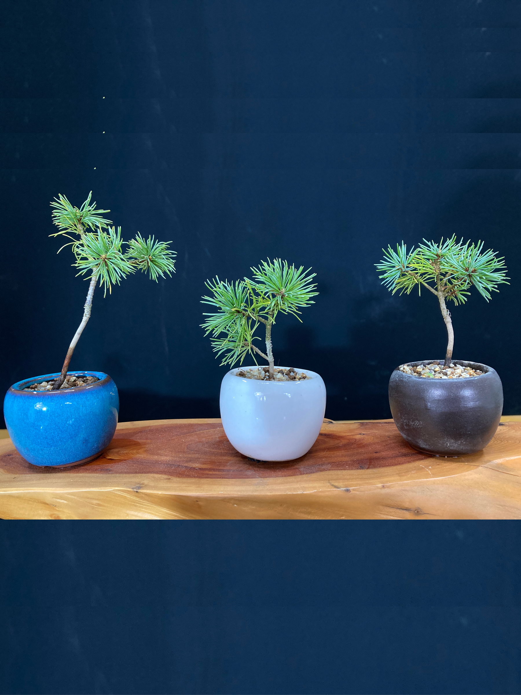 赤石五葉松 ミニ盆栽