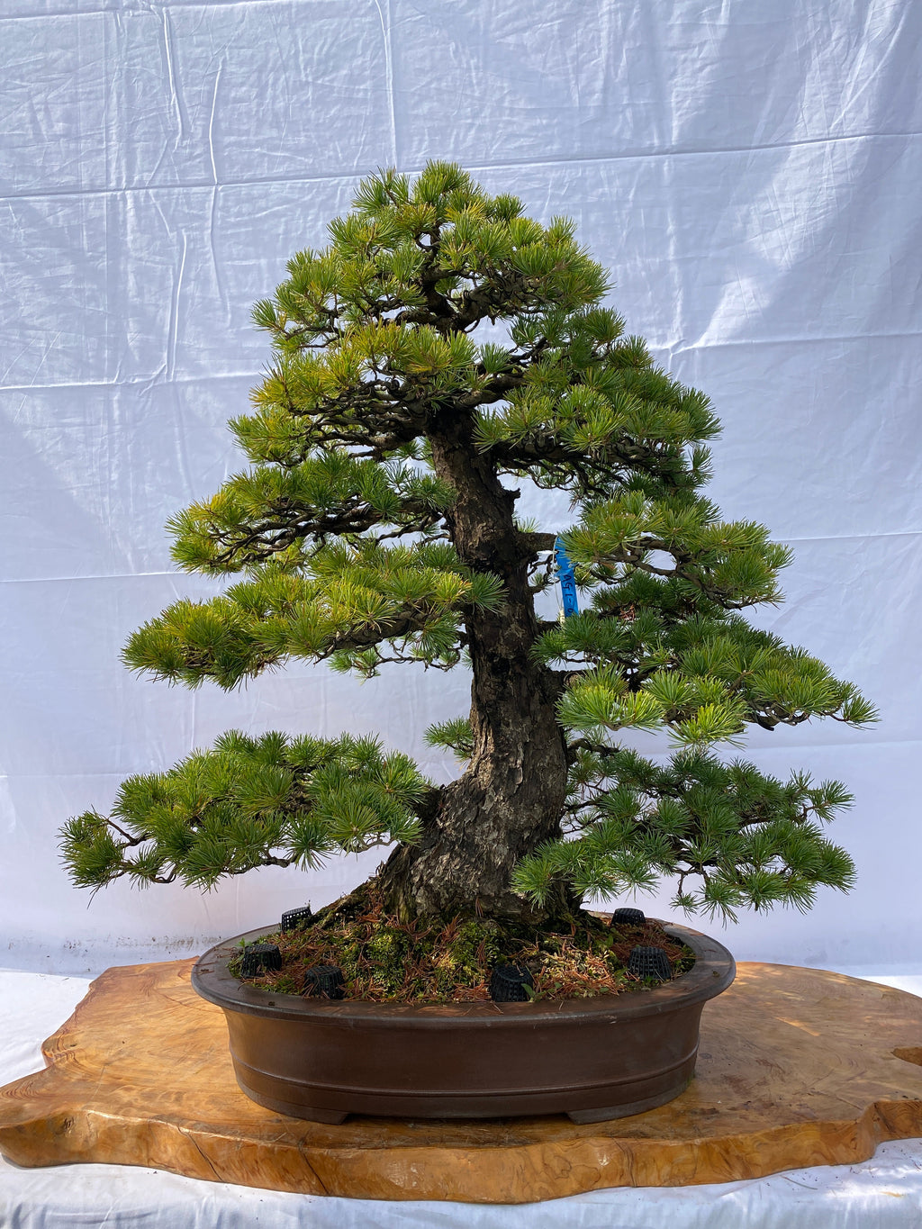 A004_1024x.jpg?v=1650441765