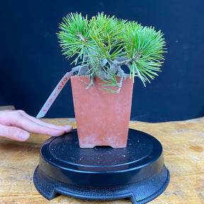 赤石五葉松盆栽007 ※説明欄を必ずお読みください