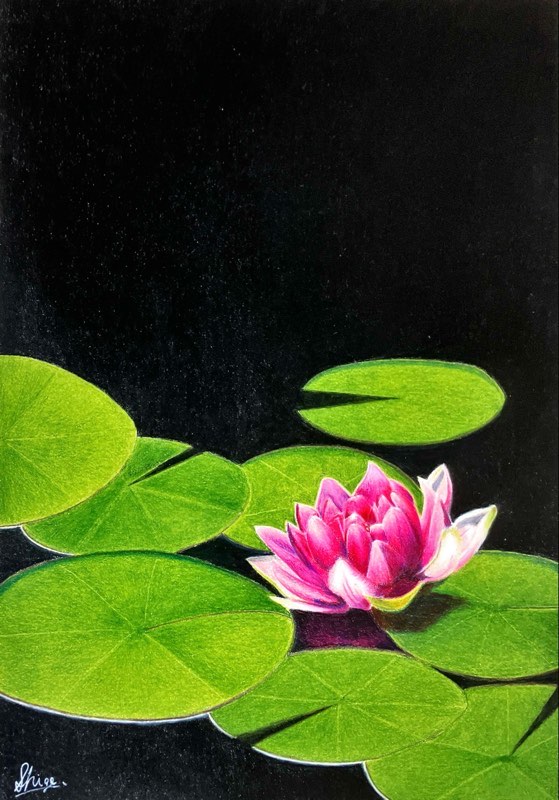 No.389】石川@色鉛筆「睡蓮」 | 絵画レンタル販売 Art beans