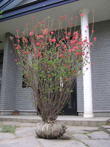 ヤマツツジ（山躑躅）｜エクステリア・造園・ガーデンデザインなら松本