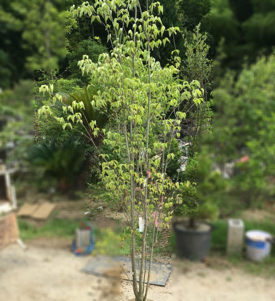 ヤマボウシ（山法師）｜エクステリア・造園・ガーデンデザインなら松本