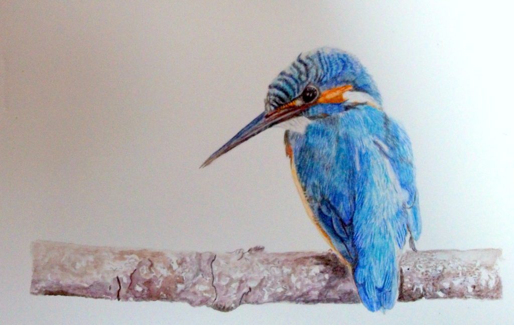 透明水彩でカワセミを描く方法 - 透明水彩で描く細密画 | Art JP