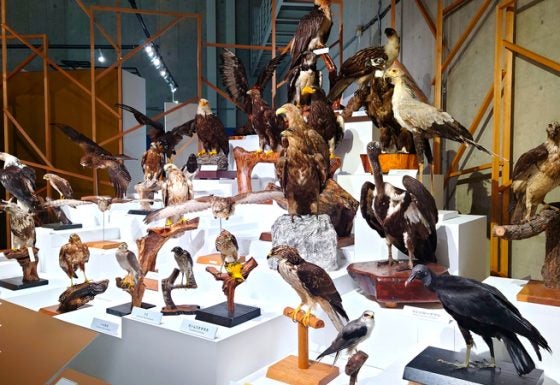 レポート】特別展「鳥」 国立科学博物館で2月24日まで 世界中の鳥類が