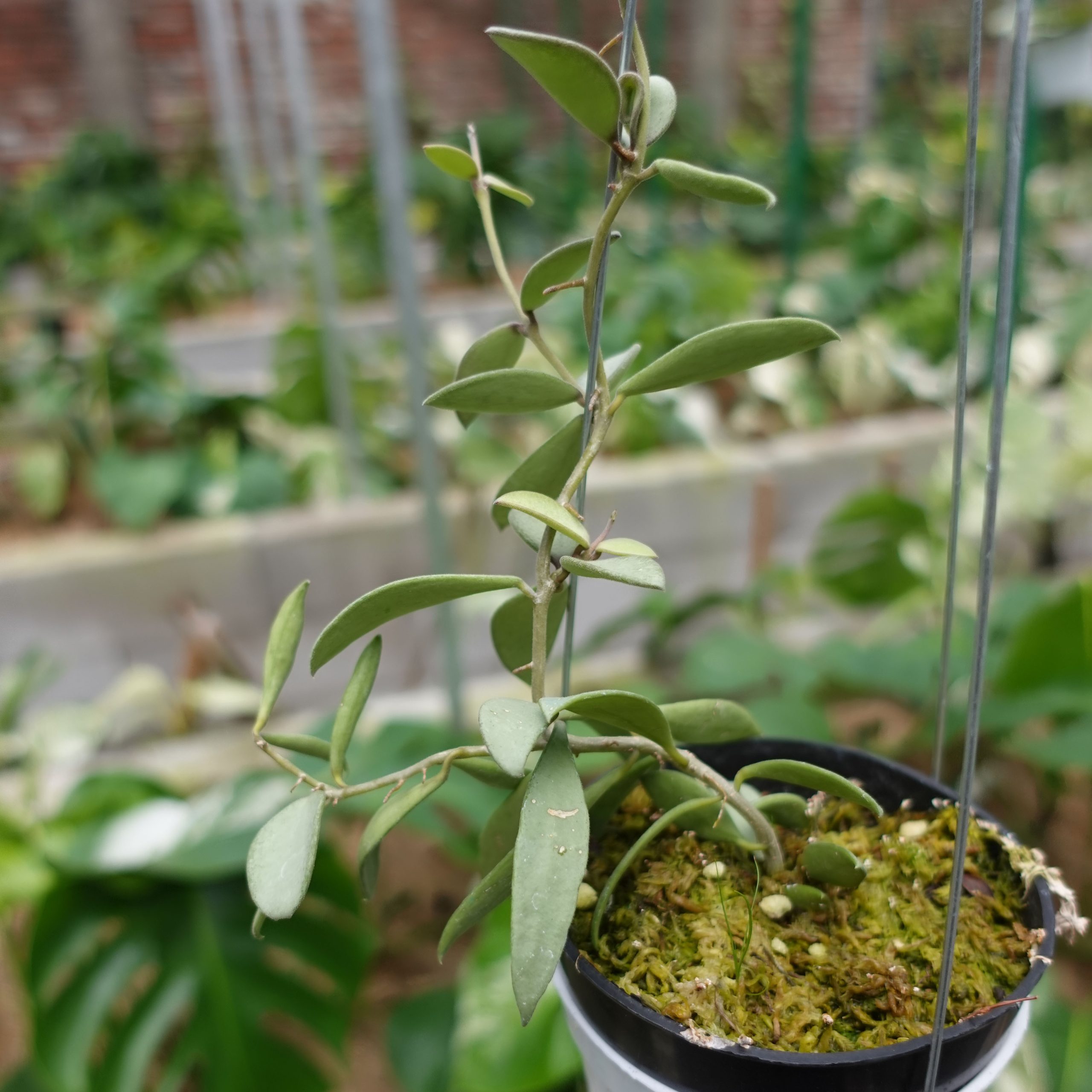 Hoya Silver Lady - Art Garden Flowers