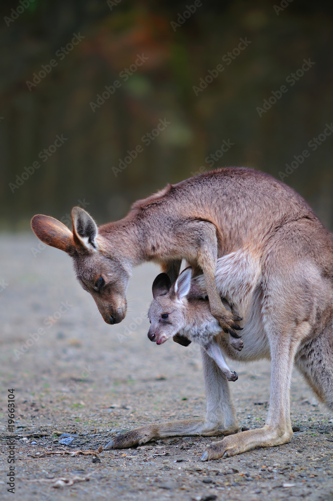 カンガルーの親子 の Stock フォト | Adobe Stock