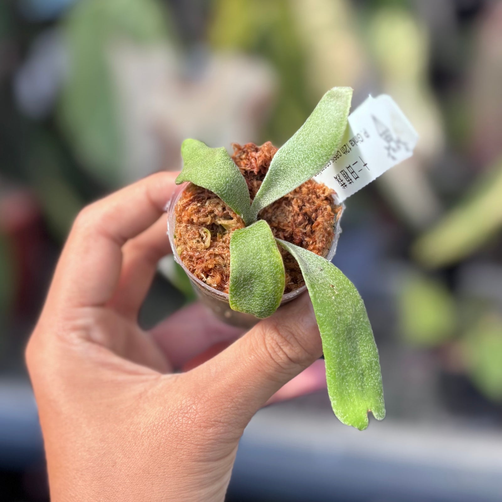 Platycerium ginka – Aroid Market