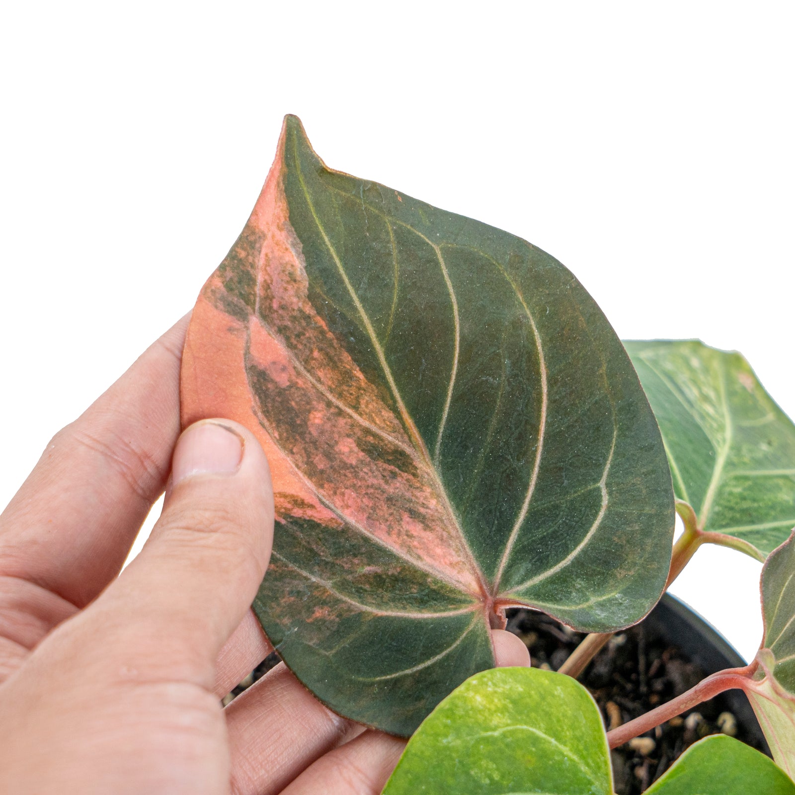 Anthurium king of spades variegated – Aroid Market