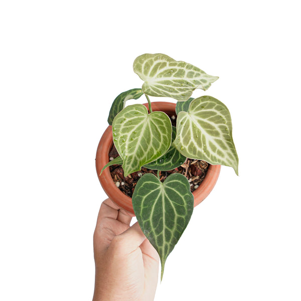 Anthurium king clarinervium – Aroid Market