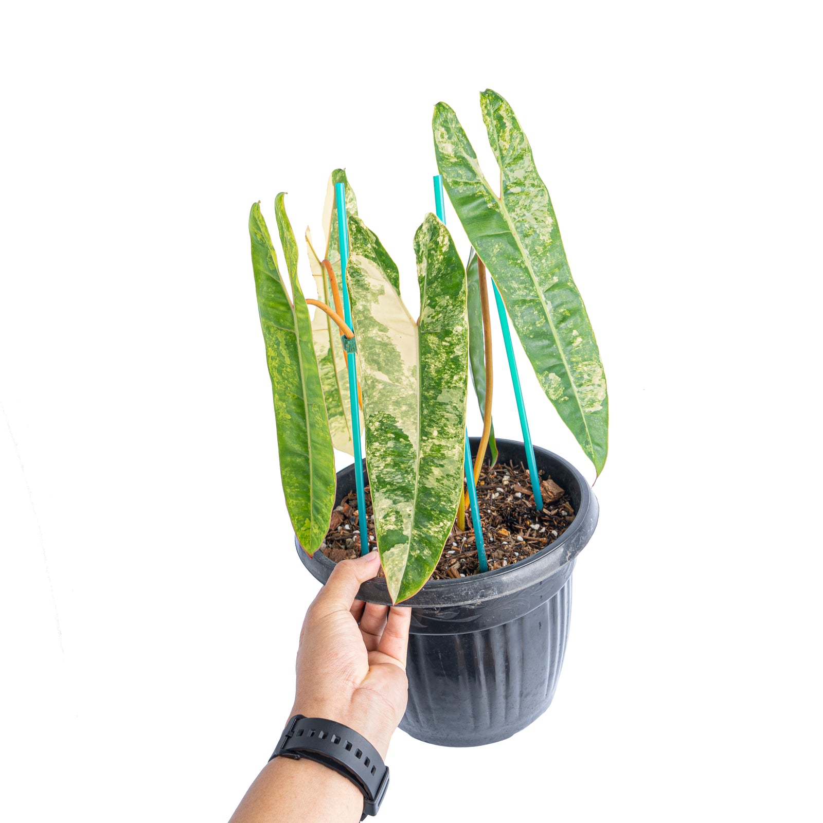 Philodendron Billietiae Variegated - Mature size – Aroid Market