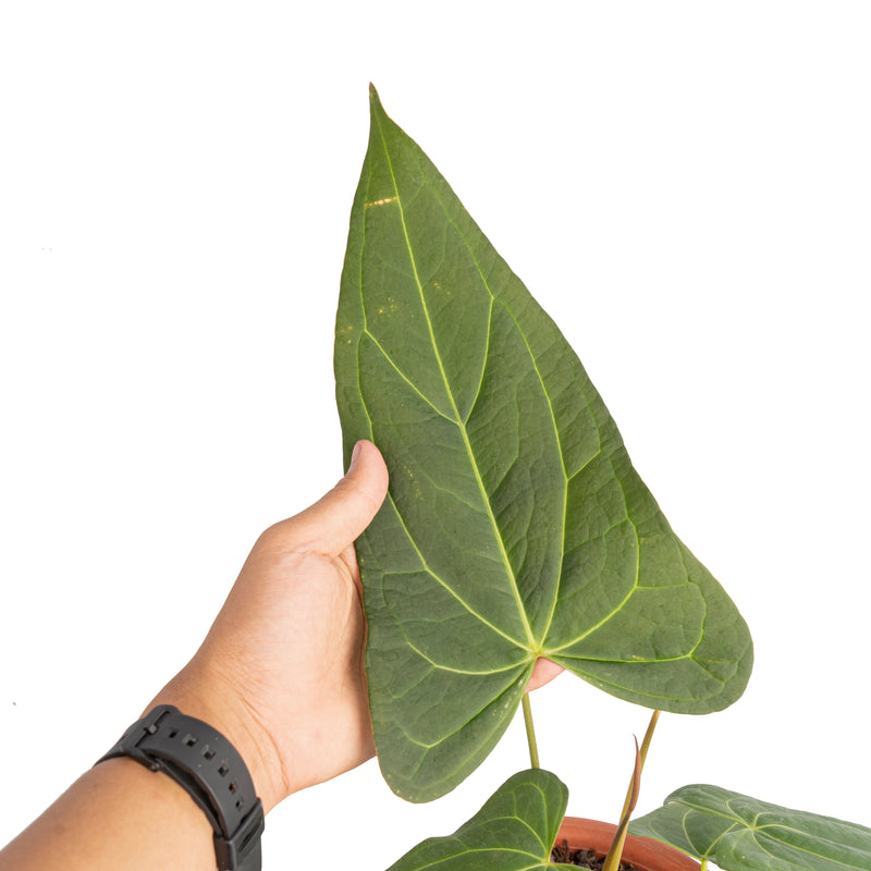 Anthurium papillilaminum fort sherman x red stem – Aroid Market