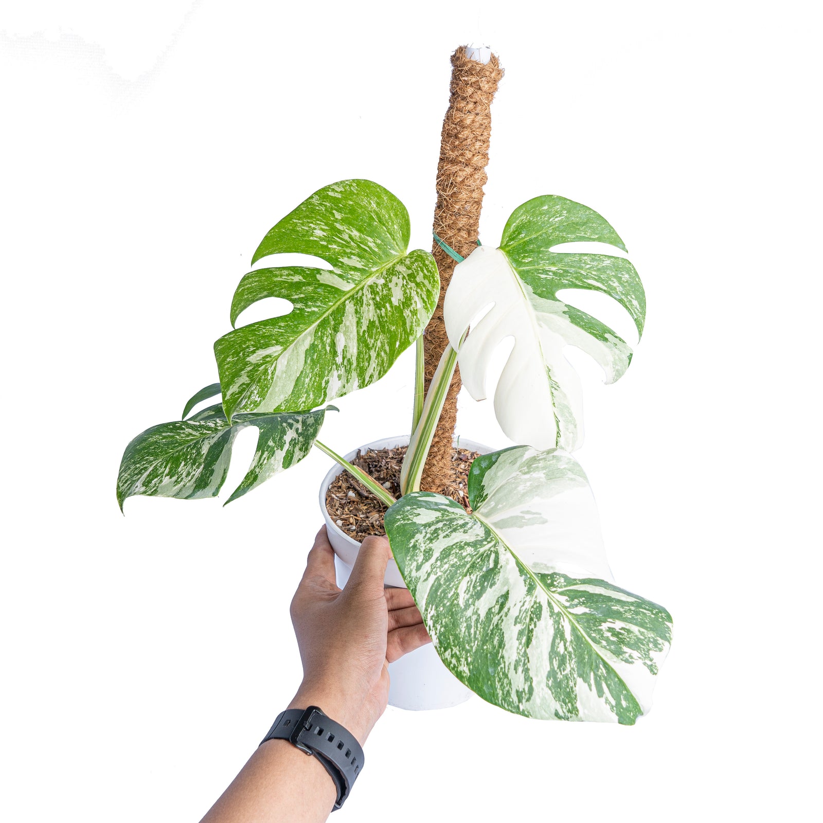 Monstera albo white tiger – Aroid Market