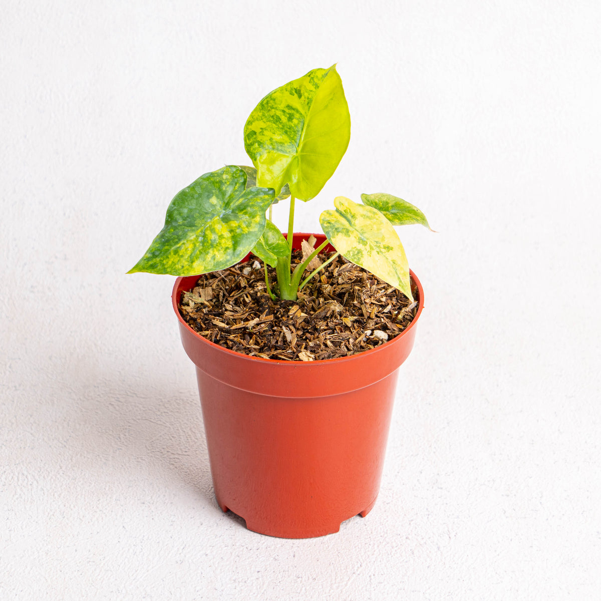 Alocasia Gageana Yellow Variegated — Aroidasia