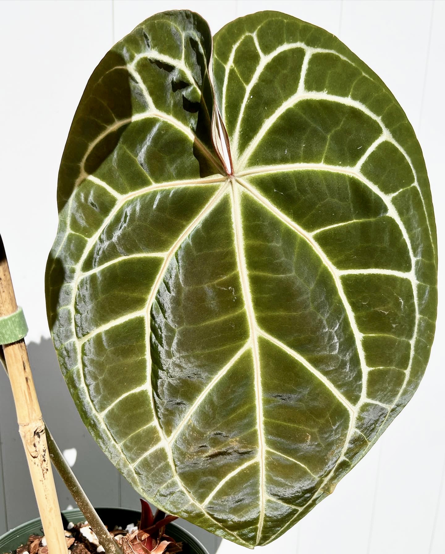 Anthurium Red Crystallinum | How To Best Care Guide - AroidWiki